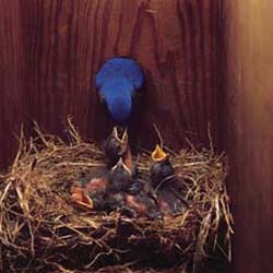 Bluebird babies 